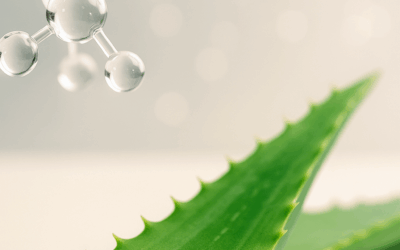 🌿 Aloe Vera in Fall: scientific studies reveal extraordinary benefits for skin